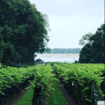 Harmony Vineyards