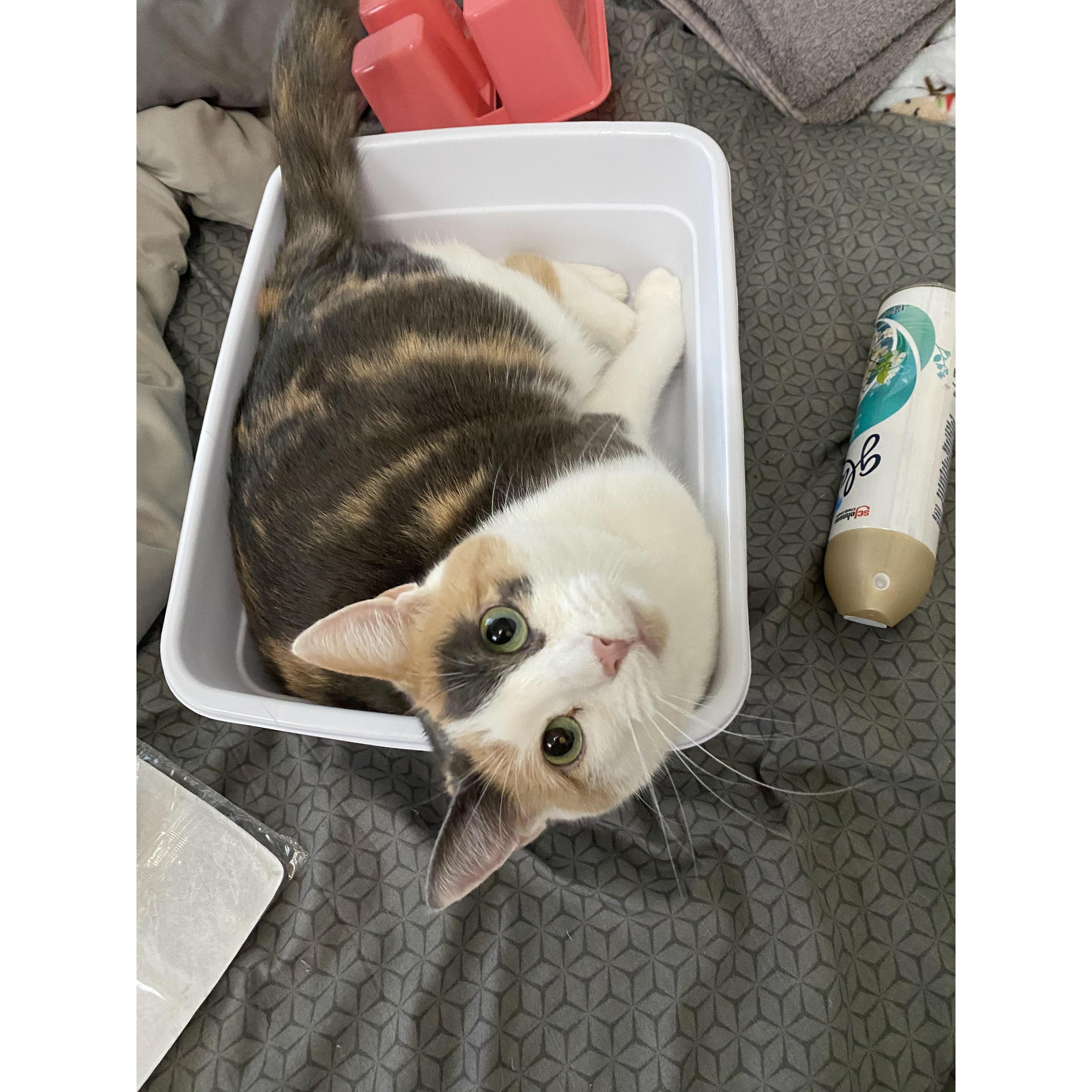 Our cat, Macy.