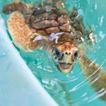 The Georgia Sea Turtle Center