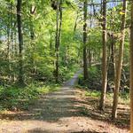 Ives Trail