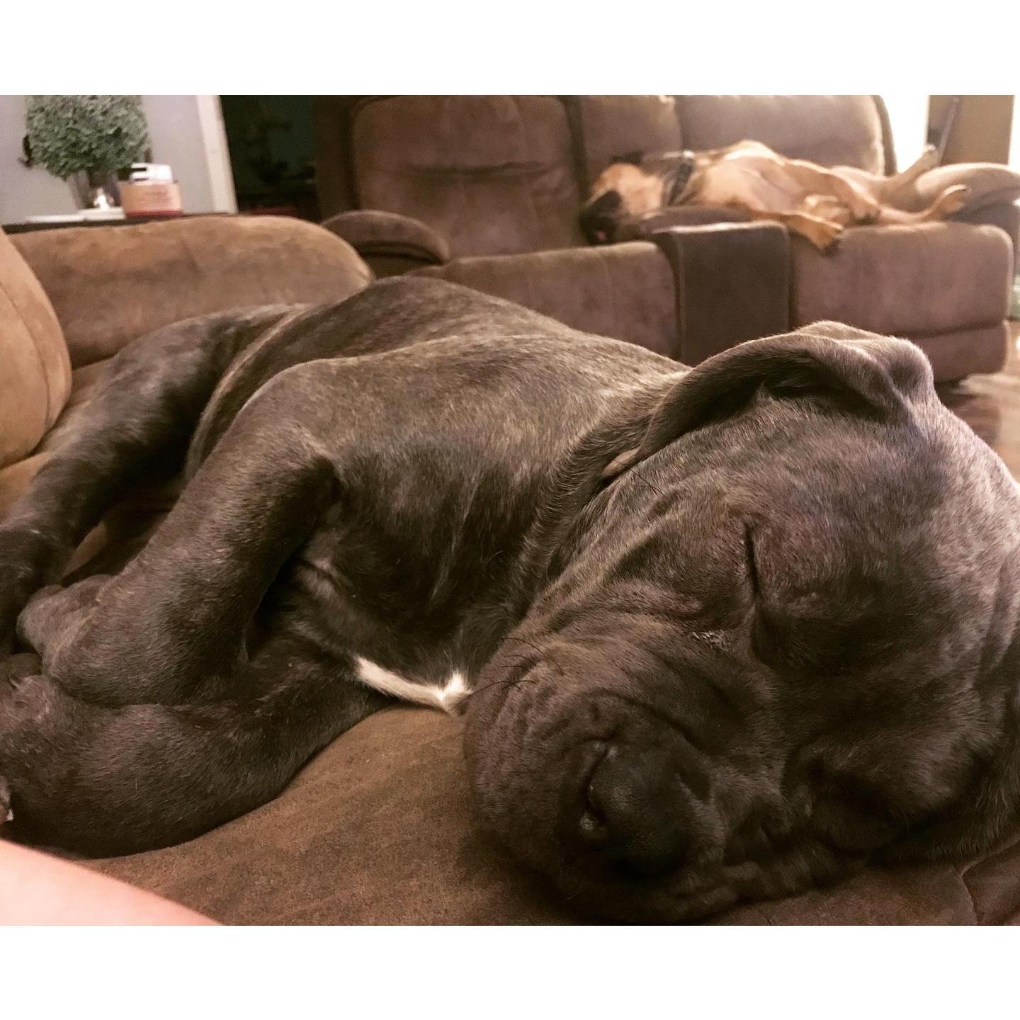 Sleeping babies.... Miss Rubi and Dexter, our fur kids