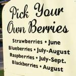 Pattys Berries and Bunches