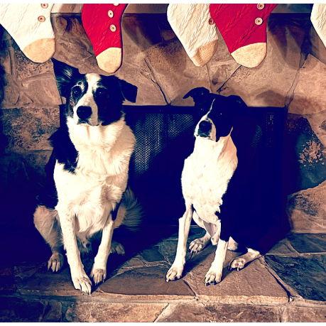 Our Bestest Boys Milo & Cooper