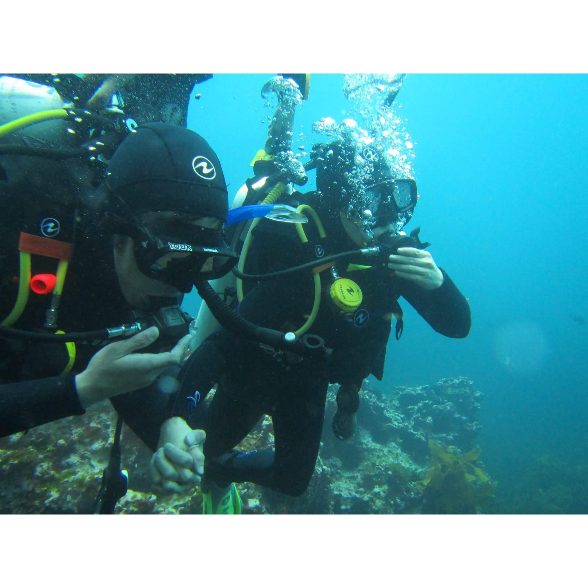 Scuba diving at Poor Knights Island in New Zealand!