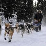 Dog Sled Tours