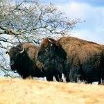 Woolaroc Museum & Wildlife Preserve