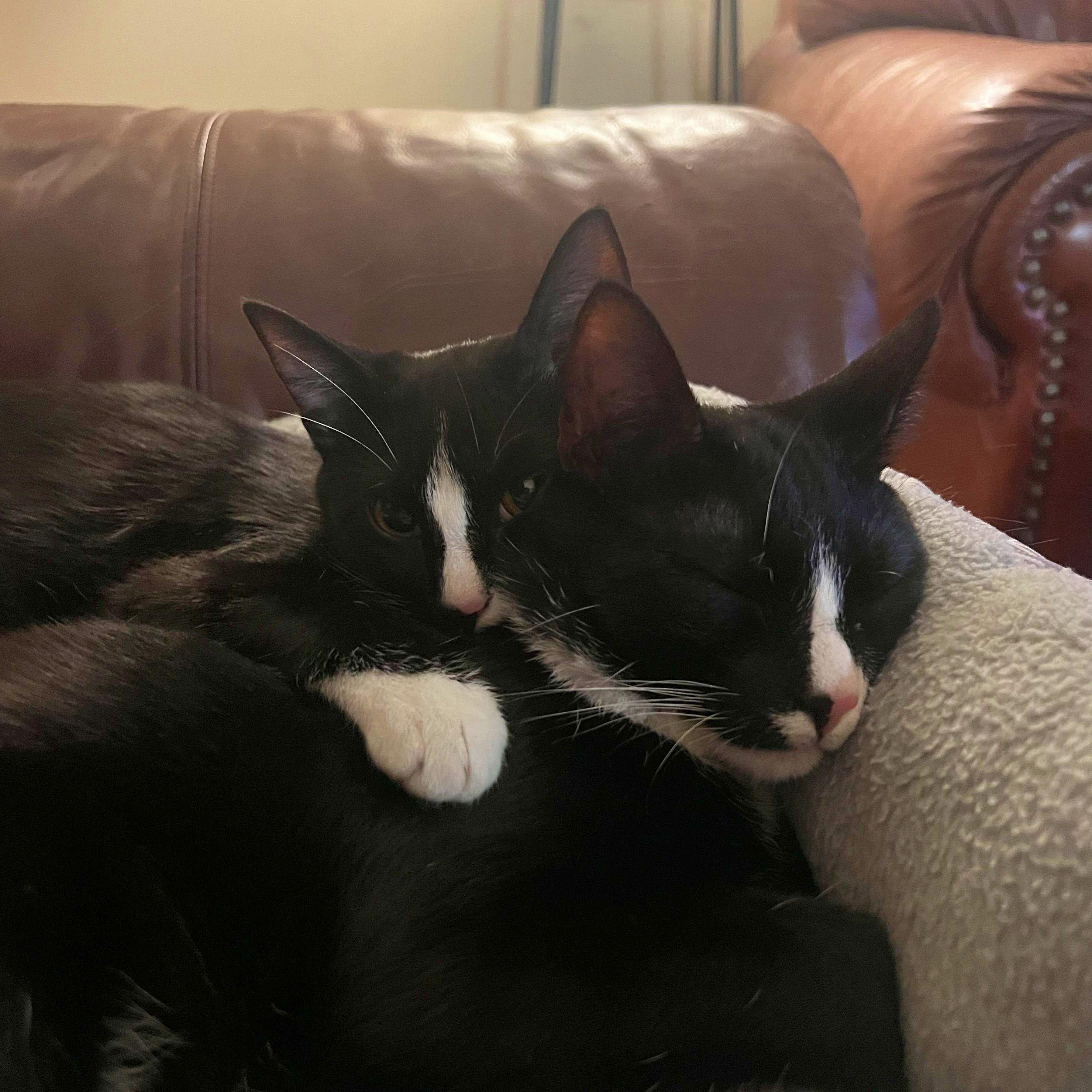 We had to sneak in a photo of our favorites. These are our sibling tuxedo kitties Elliot & Olivia. [Named after two of television's greatest characters Elliot Stabler & Olivia Benson]