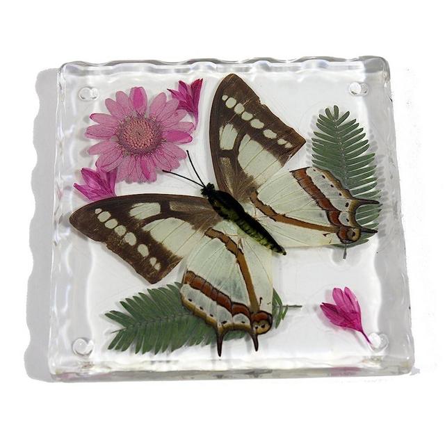 REALBUG Resin Coaster with Common Nawab Butterfly