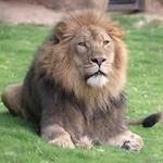 Audubon Zoo