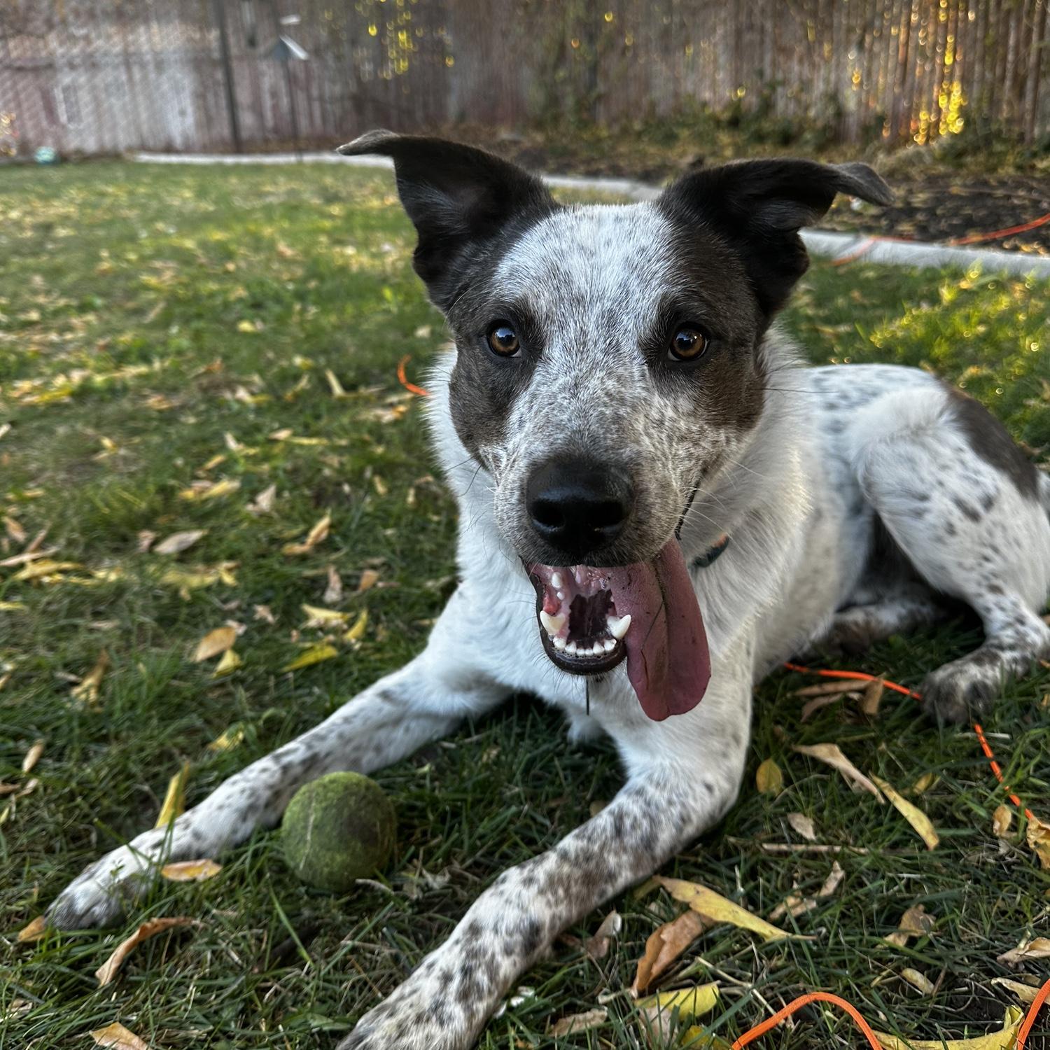 Patch joins the family in Nov 2024.