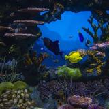 Tennessee Aquarium
