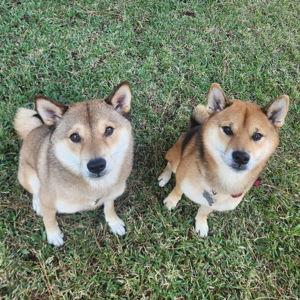 Year's Supply of Treats & Toys