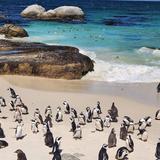 Boulders Beach