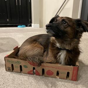 House Fund