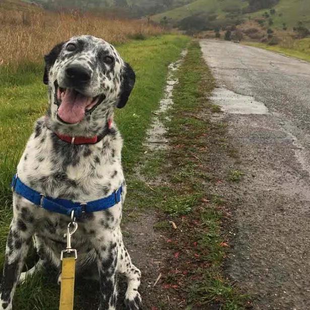 Shelter dog field trip