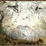 Honey Island Swamp Tours