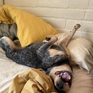 Pet Sitting Fund