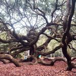Angel Oak Tree