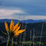 Hike Mount Helena