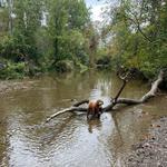 Jamesville Beach Off-Leash Dog Park