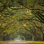 Wormsloe Historic Site