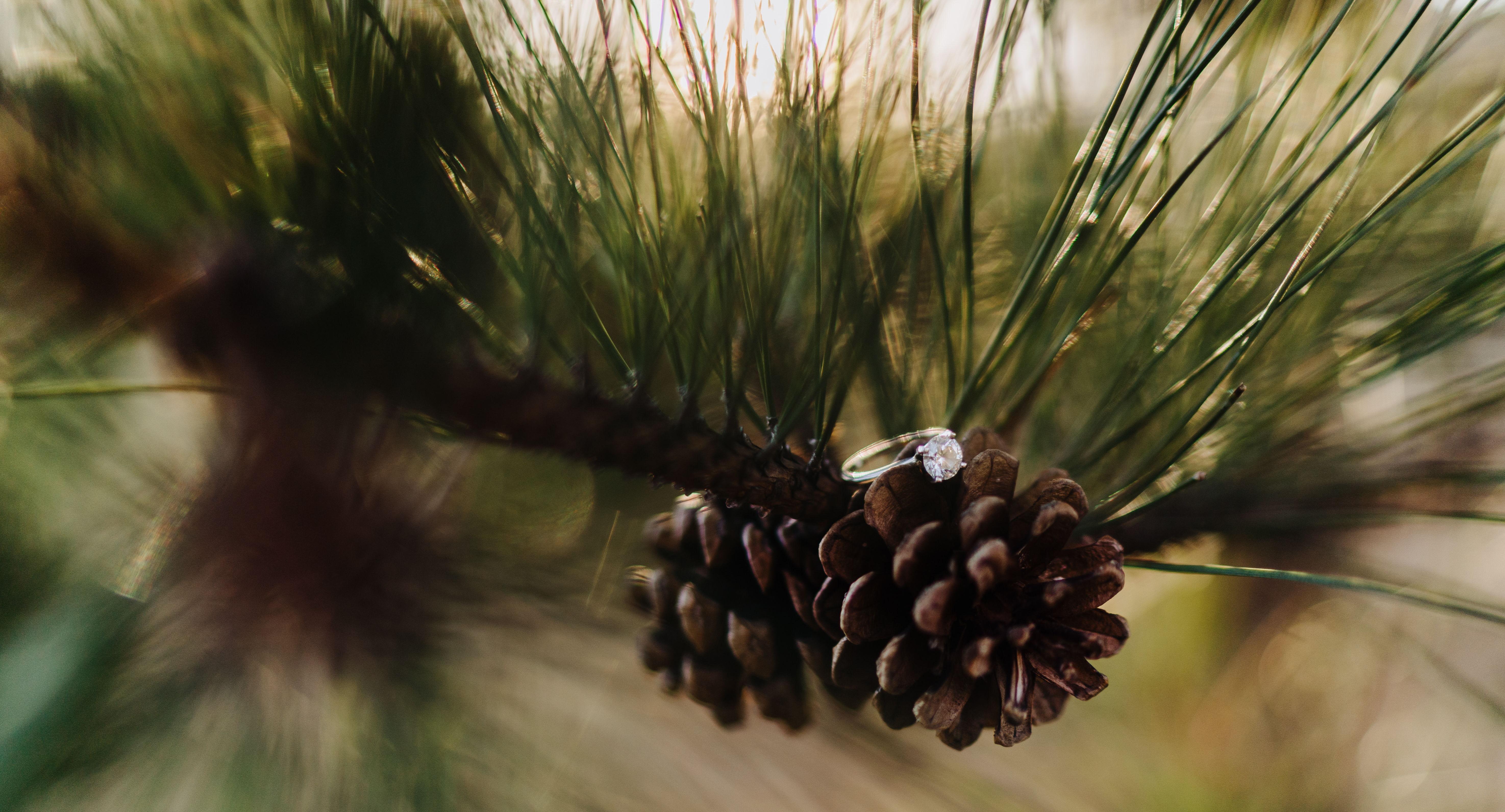 The Wedding Website of Alison Roth and Zach Elkin