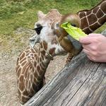 Binder Park Zoo