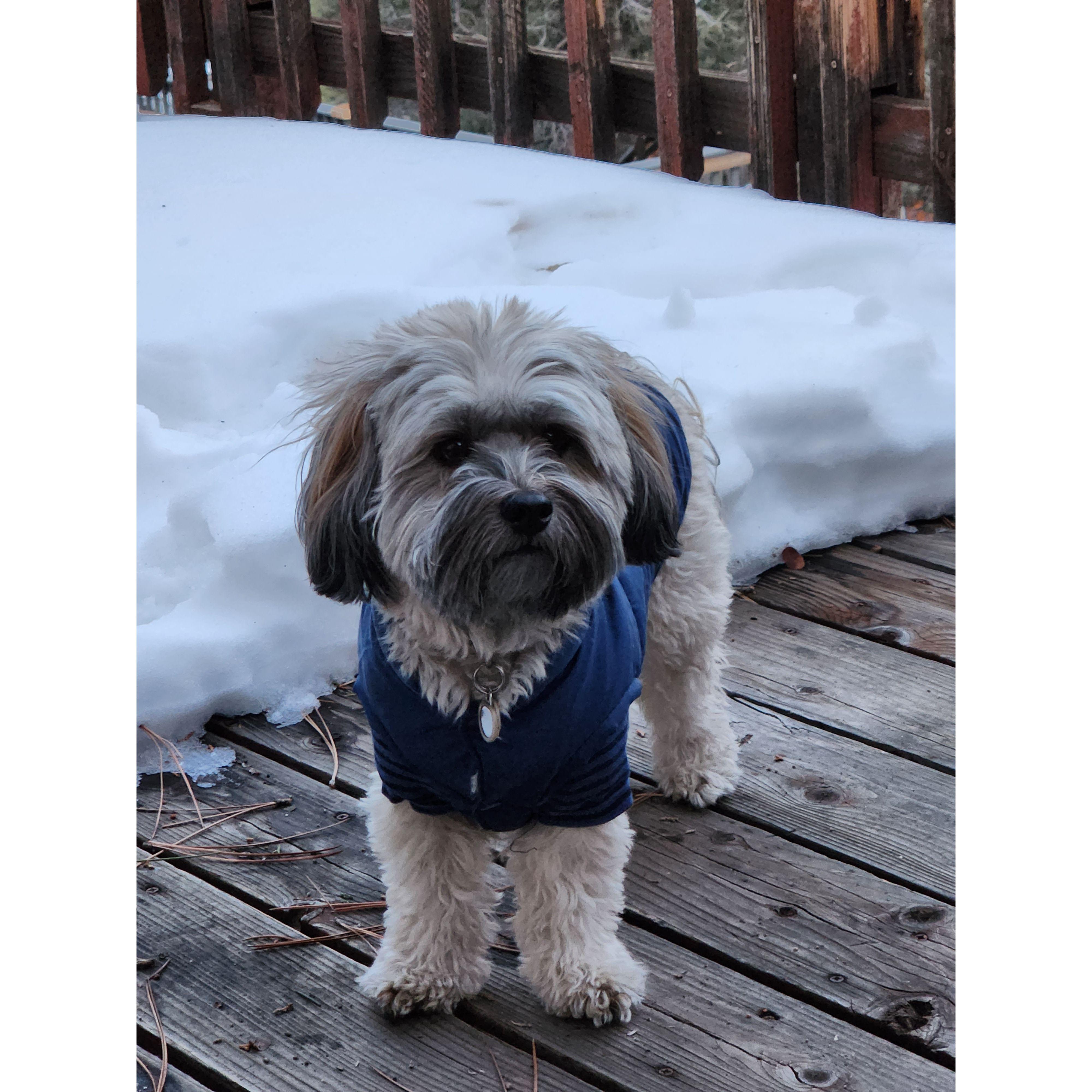 Our furbaby, Brody Bear at Serenity Cabin, Big Bear - our vacation rental.