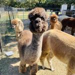 Aubrey Oaks Alpacas