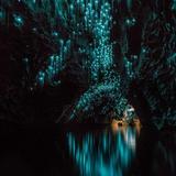 Waitomo Glowworm Caves