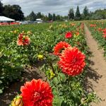 Swan Island Dahlias