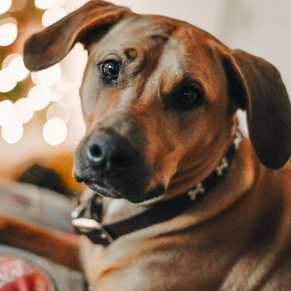 Pet Treats for Lennox Fund