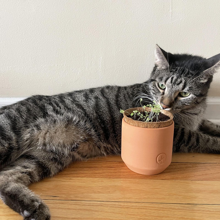 Modern Sprout, Pet Tiny Terracotta Kit, Set of 2 | Zola
