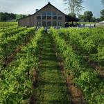 Youngblood Vineyard