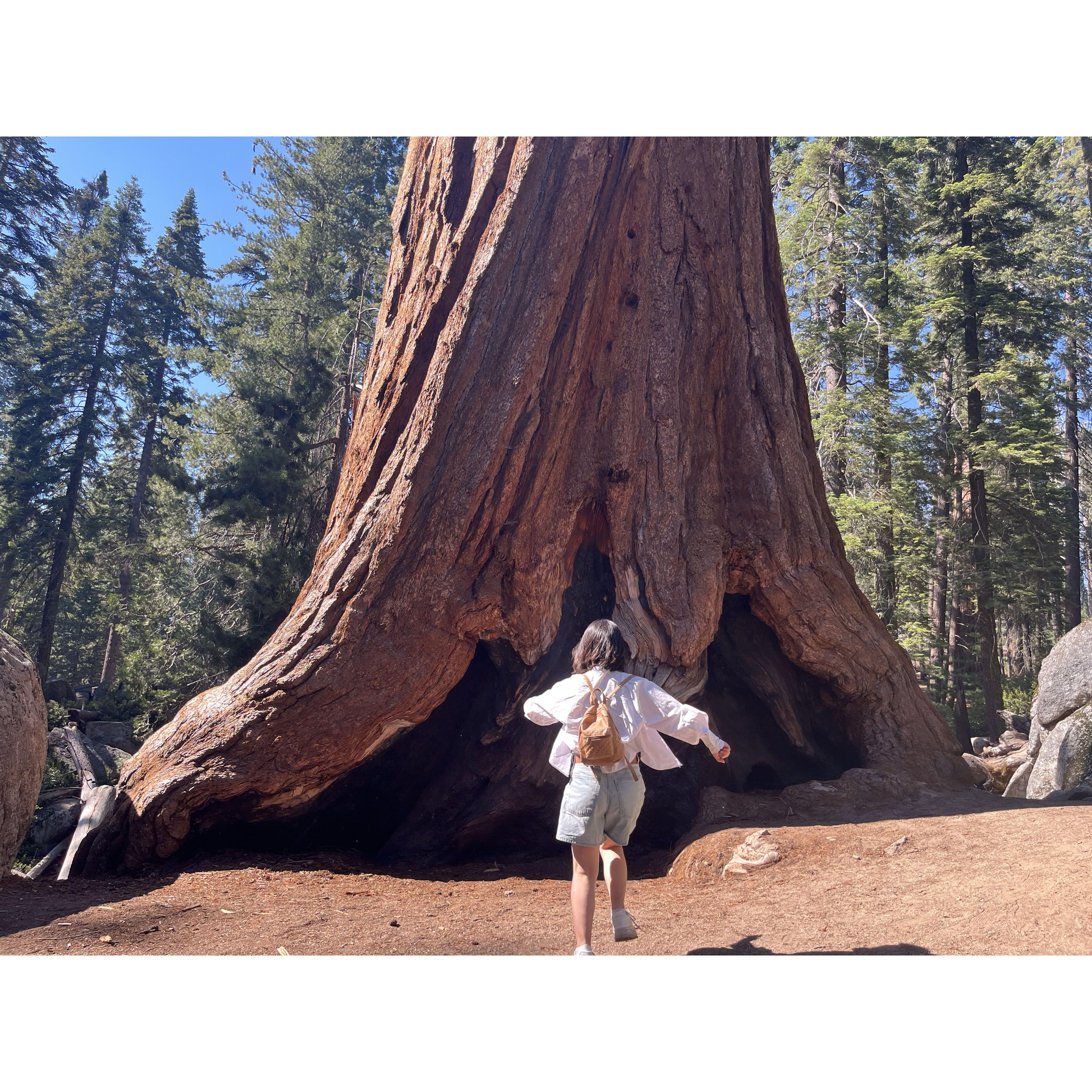 First road trip to sequoia national park, escaping from work!