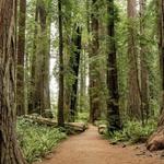 Redwood National and State Parks