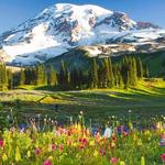 Mount Rainier National Park