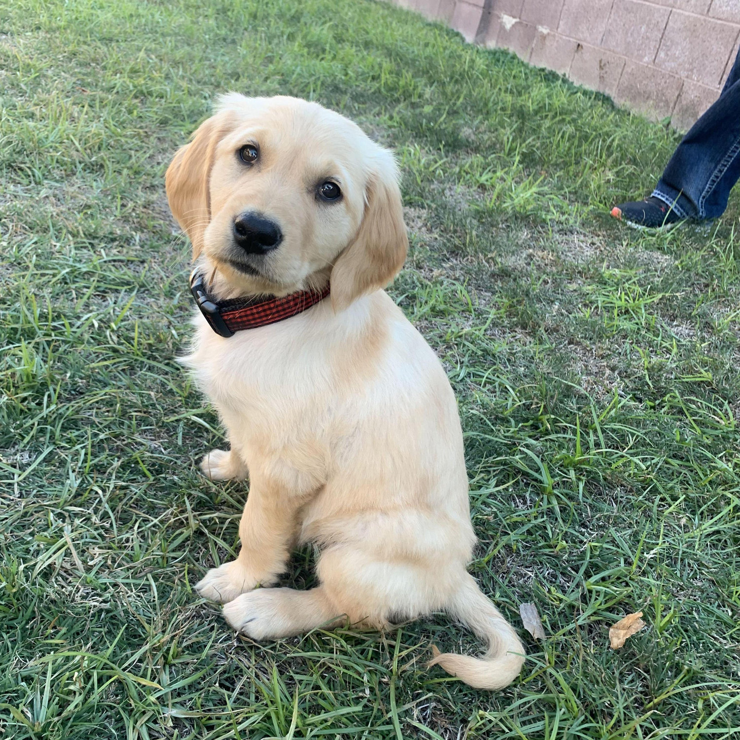 Bringing Suki Home, November 2022