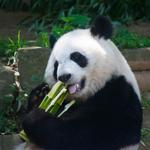 Zoo Atlanta