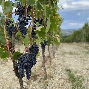 Wine Fund
