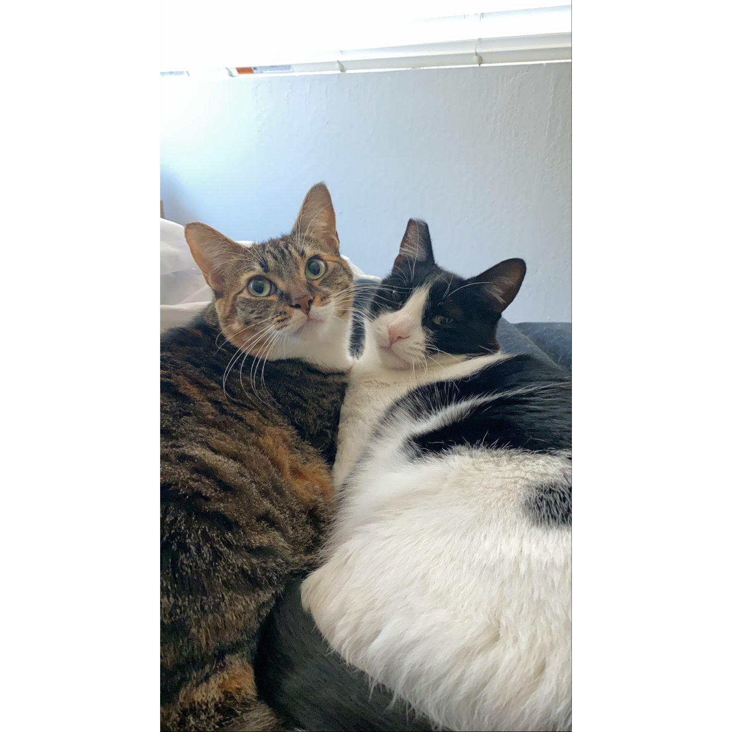 Our cats Kali and Taco