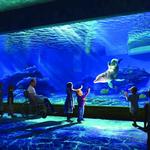 Clearwater Marine Aquarium