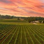 Arrington Vineyards