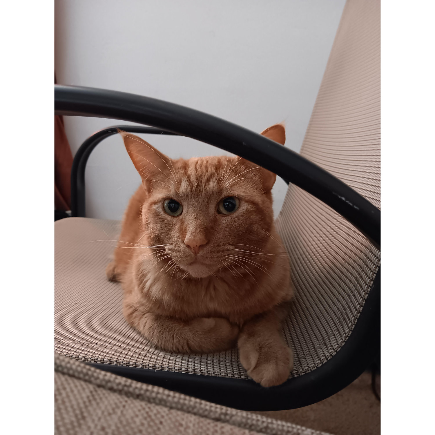 Family Cat Cryin'