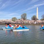 Rent a paddle boat on the Tidal Basin!
