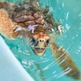 Georgia Sea Turtle Center