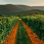 Monticello Wine Trail