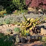 San Luis Obispo Botanical Garden