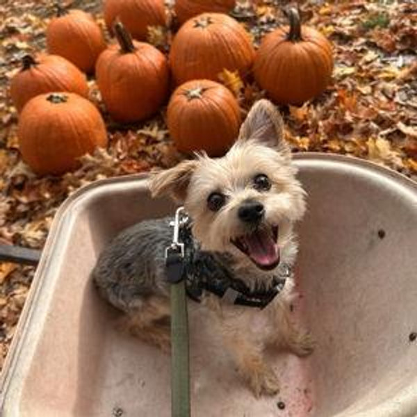 Puppy Love: Extra Treats for Murphy