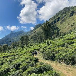 Honeymoon Trail Guide